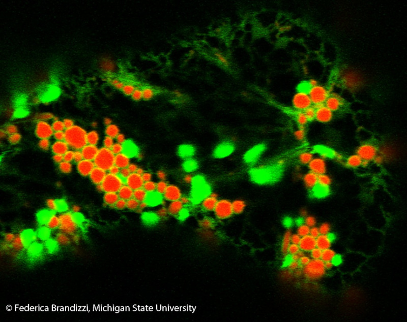 Fluorescence microscope image, copyright Fredrica Brandizzi, Michigan State University
