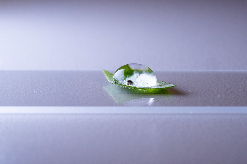 Drop of liquid on a plant tissue