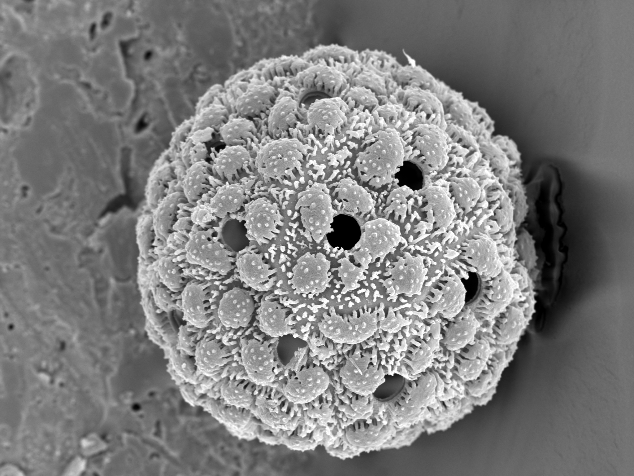 SEM image of a pollen grain
