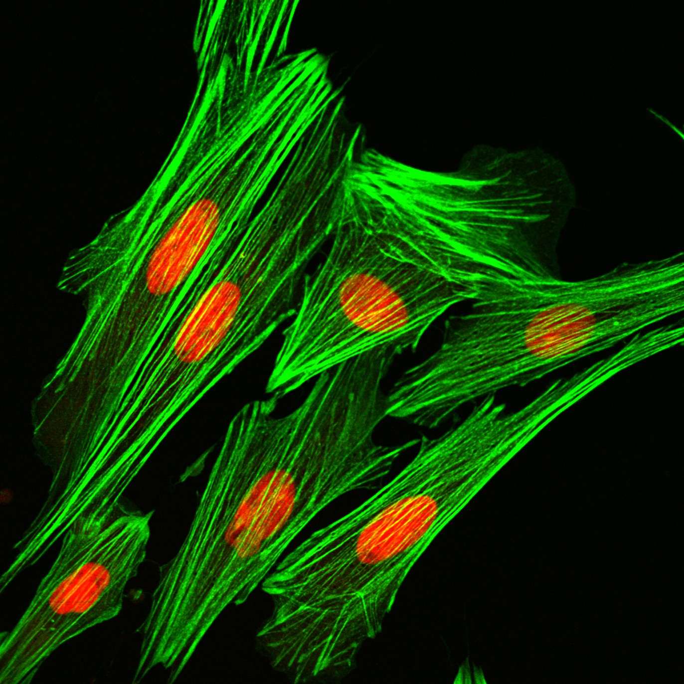 laser scanning confocal microscope image of cells
